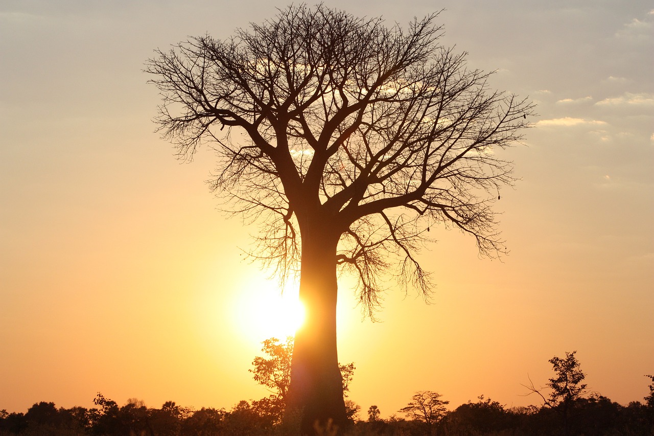 africa, tree, baobab tree